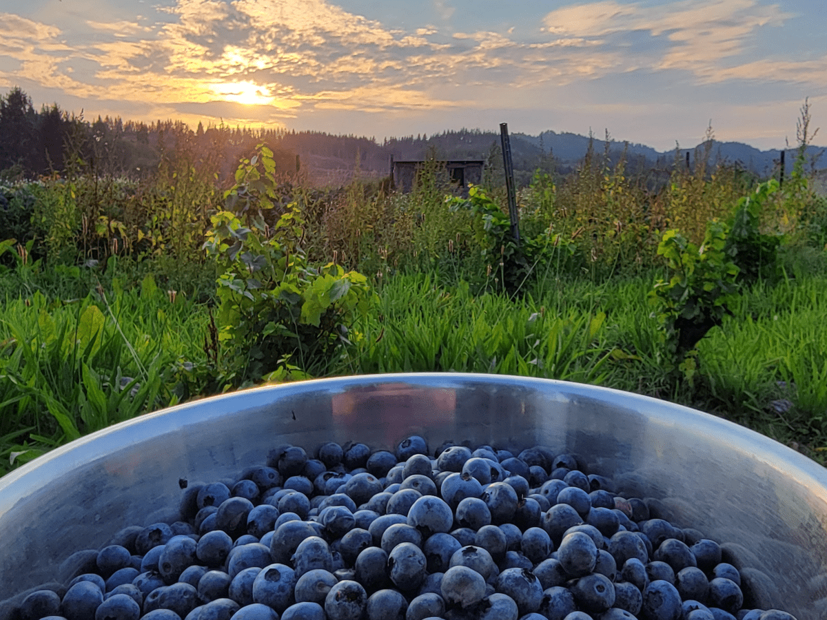 Fresh blueberries