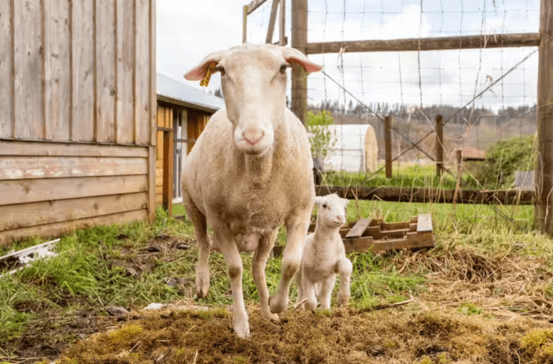 Mother sheep and lamb in pastoral farm setting